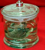 Toad Preserved In Glass Jar
