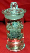 Toad Preserved In Glass Jar