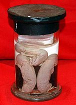 Embryos Preserved In Glass Jar