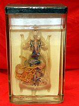 Dissected Rat Preserved In Glass Tank