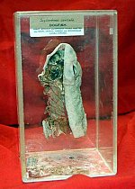 Preserved. Dissected Dogfish In Perspex Case