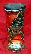 Preserved Lizard In Glass Jar