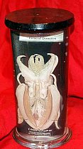Dissected Cuttlefish, Preserved In Glass Jar