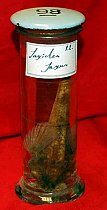 Preserved Fish In Glass Jar