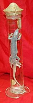 Lizard Preserved In Glass Jar