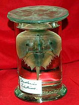 Preserved Marine Animal In Glass Jar