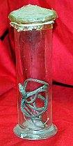 Preserved Snake In Glass Jar