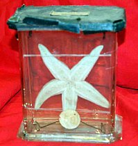Preserved Star Fish In Glass Tank