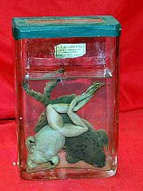 Two Frogs Preserved In Glass Tank