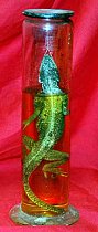 Preserved Lizard In Glass Jar