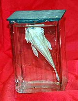 Preserved Fish In Glass Jar