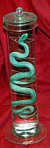 Preserved Snake In Glass Jar