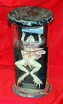 Dissected Frog Preserved In Glass Jar