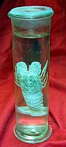 Preserved Crusacea In Glass Jar