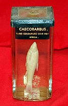 Caecobarbus, Fish Preserved In Glass Jar