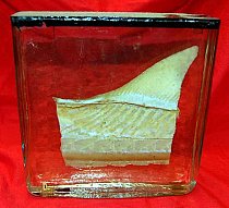Preserved Fin Of Fish In Glass Tank