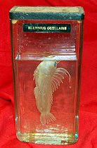 Preserved Fish, 