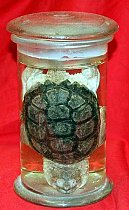 Chelonian Reptile Preserved In Glass Jar