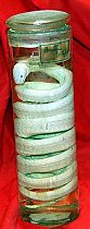 Preserved Snake In Glass Jar