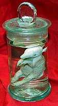 Small Armadillo Preserved In Glass Jar