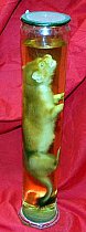 Weasel Preserved In Glass Jar