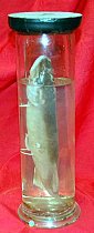 Preserved Fish In Glass Jar