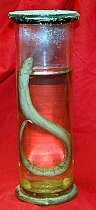 Snake Preserved In Glass Jar