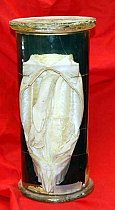 Dissected Fish Preserved In Glass Jar