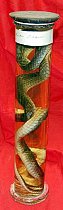 Preserved Snake In Glass Jar