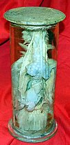 Preserved Specimen In Glass Jar