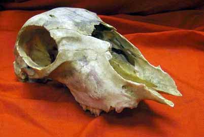 Antique Mammal Skull