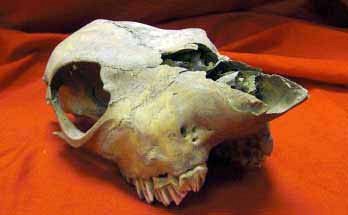 Antique Bone Mammal Skull