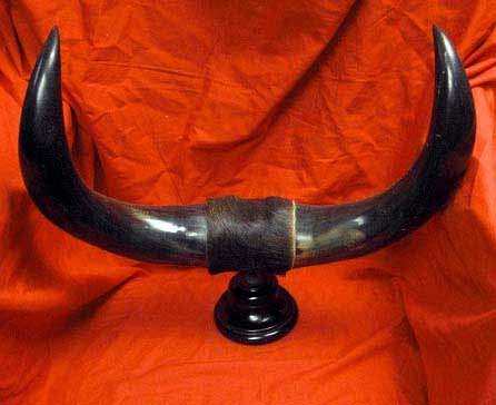 Antique Horns Mounted On A Stand