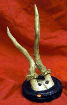 Antique Mounted Animal Horns