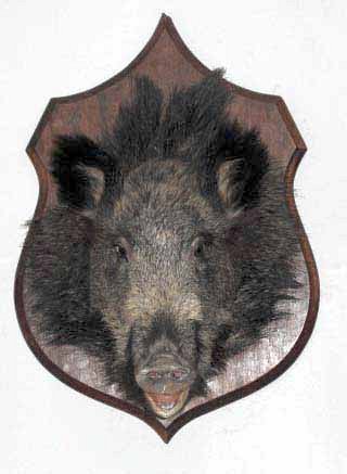 Antiques Head Of Boar Mounted