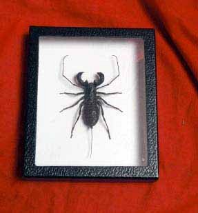 Antique Preserved 