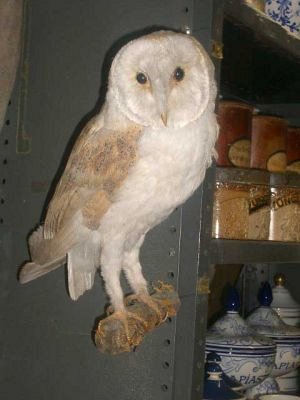 Stuffed Owl on Branch
