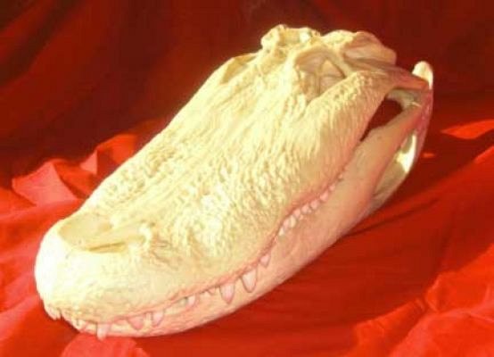 Alligator Skull