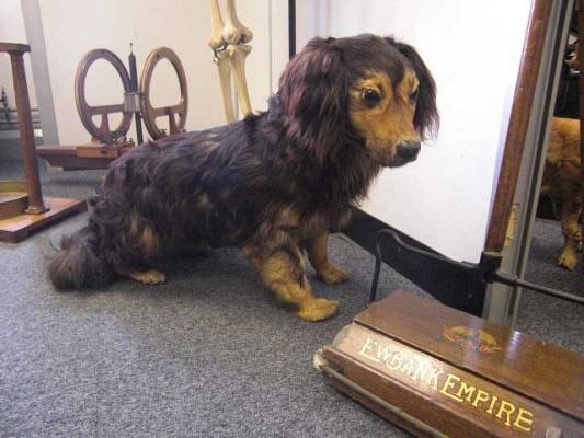 Stuffed Dog
