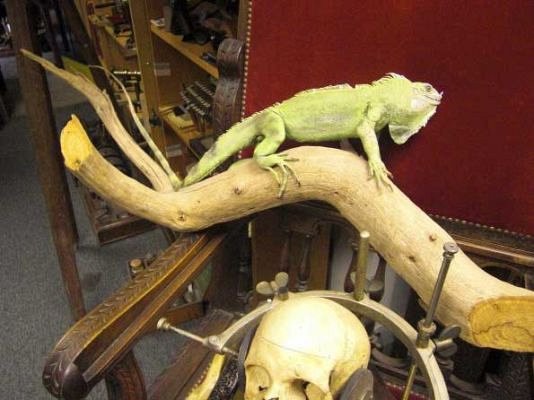 Stuffed Lizard on Branch