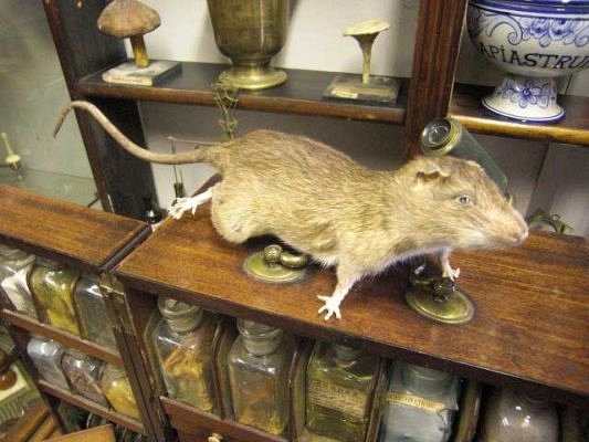 Stuffed Rat