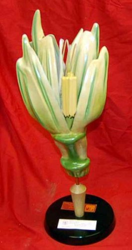 Enlarged Botanical Model Of Flower