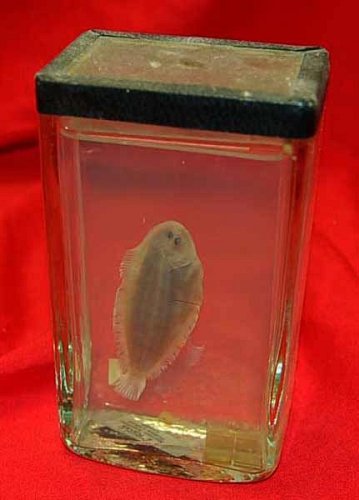 Small Flat Fish Preserved In Glass Tank