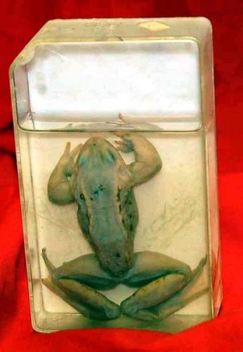 Preserved Frog In Acrylic Tank