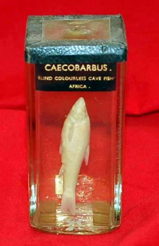 Caecobarbus, Fish Preserved In Glass Jar