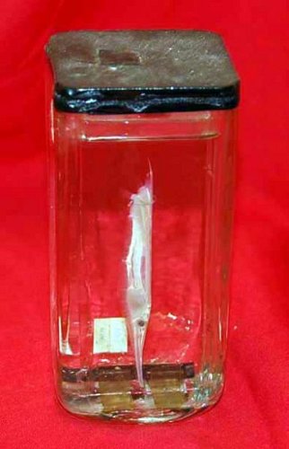 Small Marine Animal Preserved In Glass Jar