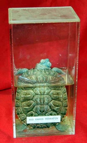 Preserved 