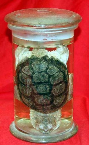 Chelonian Reptile Preserved In Glass Jar