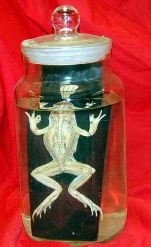Preserved Frog In Glass Jar