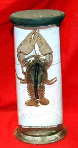 Preserved Crustacean In Glass Jar. 